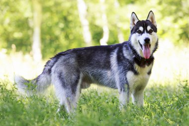 Köpek cinsi Sibirya kurdu.