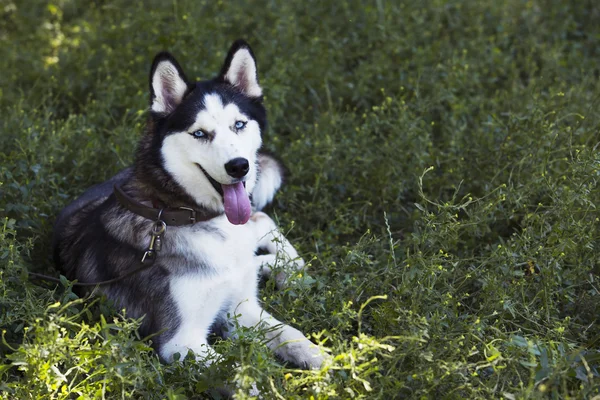 Raça cão siberiano husky — Fotografia de Stock