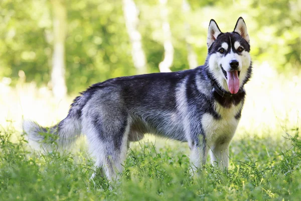 Pies rasa syberyjski husky — Zdjęcie stockowe