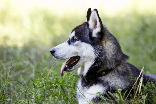 Raza de perro husky siberiano — Foto de Stock