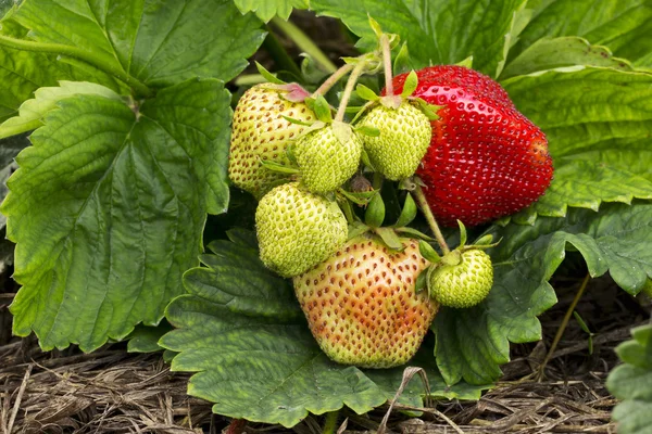 Aardbeien die op de grond groeien — Stockfoto