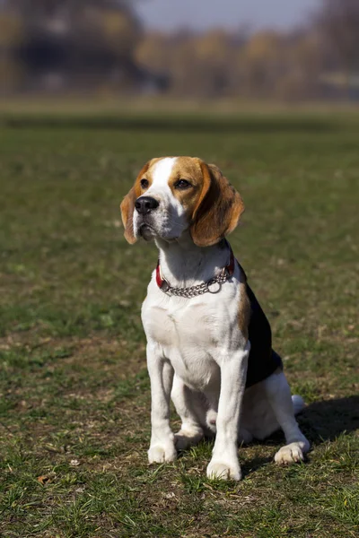 Raza de perro beagle — Foto de Stock