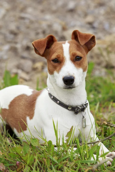 Jack Russell Terrier pies — Zdjęcie stockowe