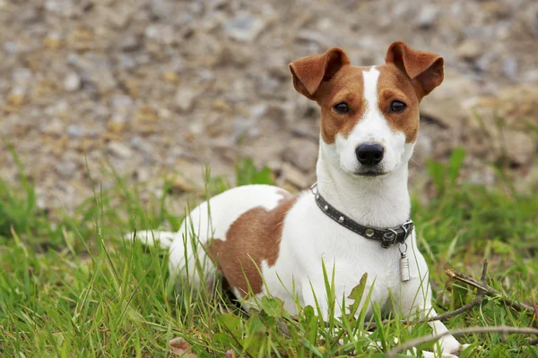 O cão Jack Russell Terrier — Fotografia de Stock