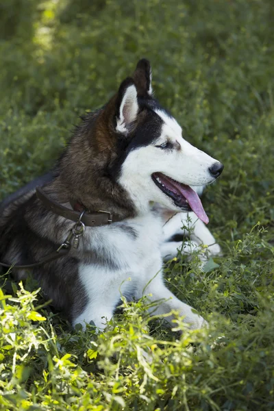 Pies rasa syberyjski husky — Zdjęcie stockowe