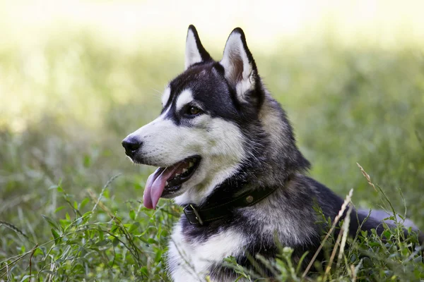 Pies rasa syberyjski husky — Zdjęcie stockowe