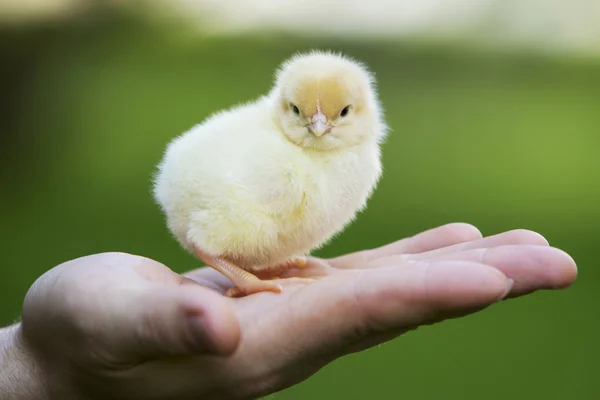 Маленький цыпленок — стоковое фото