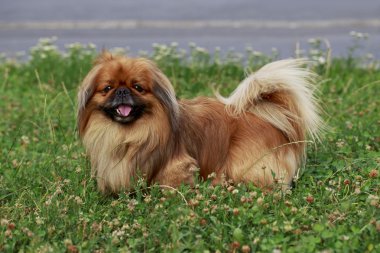 köpek doğurmak Pekingese