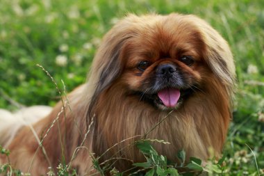 köpek doğurmak Pekingese