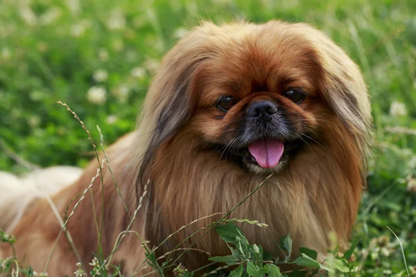 Pies rasy pekińczyk — Zdjęcie stockowe