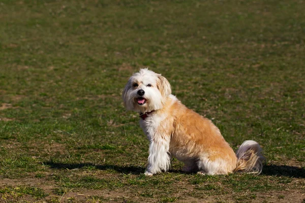 The cute dog — Stock Photo, Image