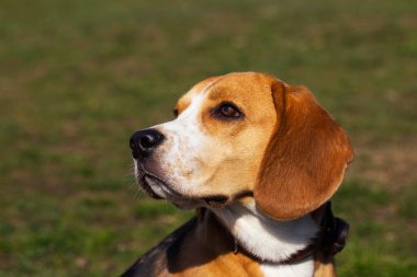 köpek doğurmak beagle
