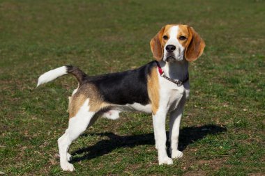 köpek doğurmak beagle