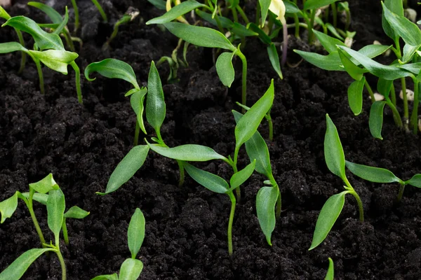 Der grüne Spross — Stockfoto