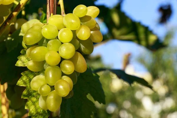 Ramo de uvas maduras —  Fotos de Stock