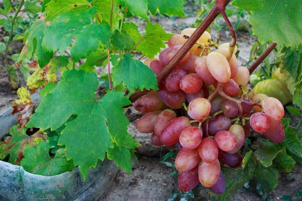 Ramo de uvas maduras — Foto de Stock