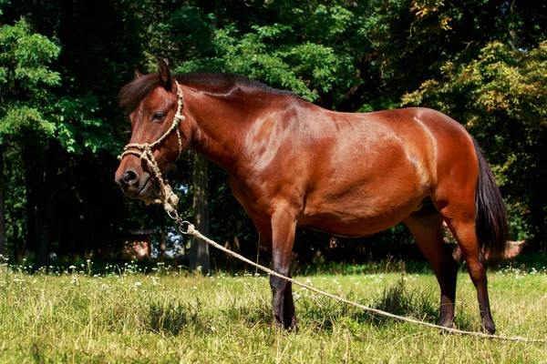 Den bruna hästen — Stockfoto