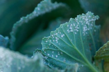 Olgun lahana yapraklarında çok sayıda yaprak bitleri var.