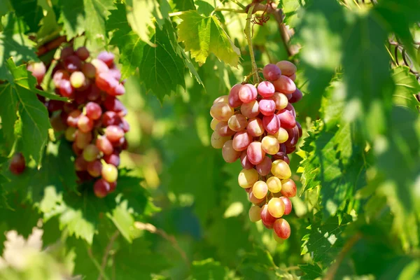 Куча Винограда Виноградной Лозе Зелеными Листьями — стоковое фото