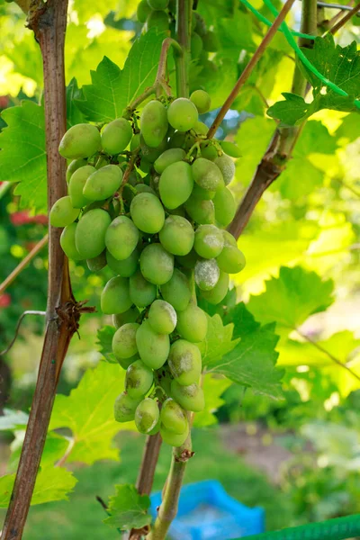 Green bunch of grapes suffering from gray rot — Stock Image Green Bunch Grapes Suffering Gray Rot Stock Picture