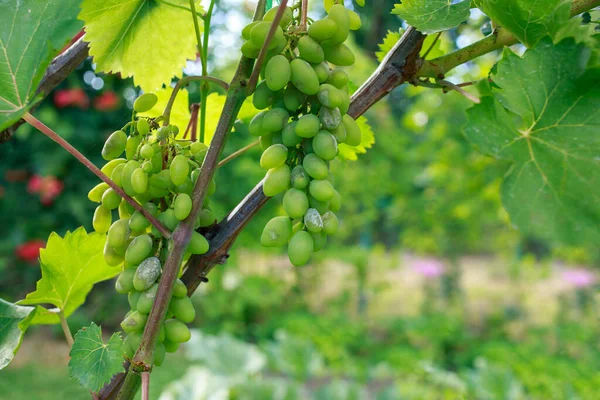 Green bunch of grapes suffering from gray rot — Stock Image Green Bunch Grapes Suffering Gray Rot Royalty Free Stock Images