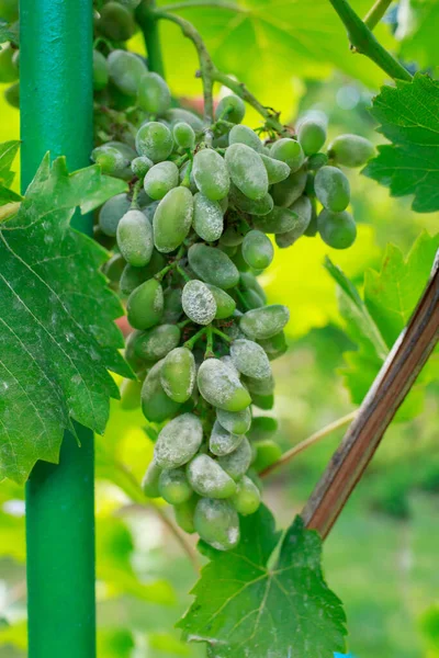 Green bunch of grapes suffering from gray rot — Stock Image Green Bunch Grapes Suffering Gray Rot Royalty Free Stock Images