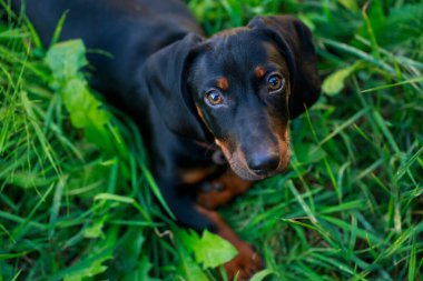 Siyah ve kahverengi dachshund yeşil çimlerin üzerinde uzanıyor