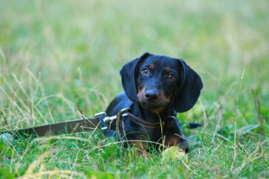 Siyah ve kahverengi dachshund yeşil çimlerin üzerinde uzanıyor