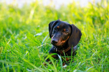 Siyah ve kahverengi dachshund yeşil çimlerin üzerinde uzanıyor