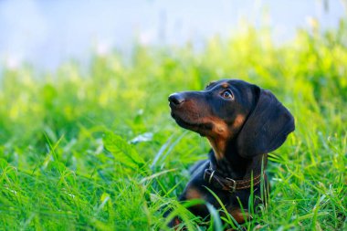Siyah ve kahverengi dachshund yeşil çimlerin üzerinde uzanıyor