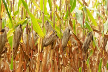 Tarladaki bir sapın üzerinde mısır