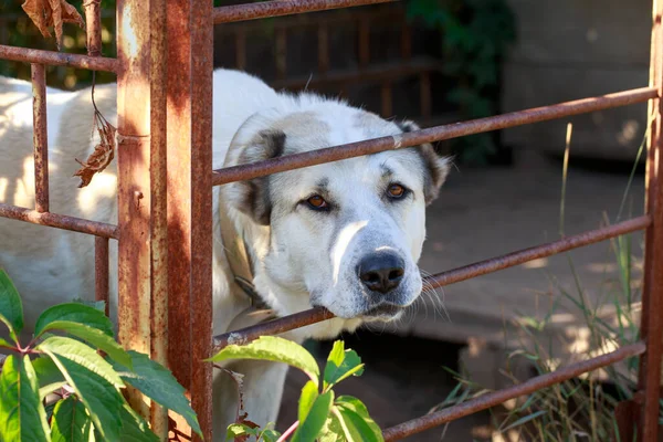 Grote Hond Ras Alabai Een Metalen Kooi — Stockfoto