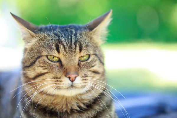 Gros Beau Chat Repose Dans Air Frais — Photo