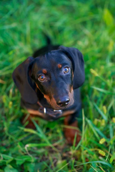 Black Brown Dachshund Sitting Green Grass — Stock Photo, Image