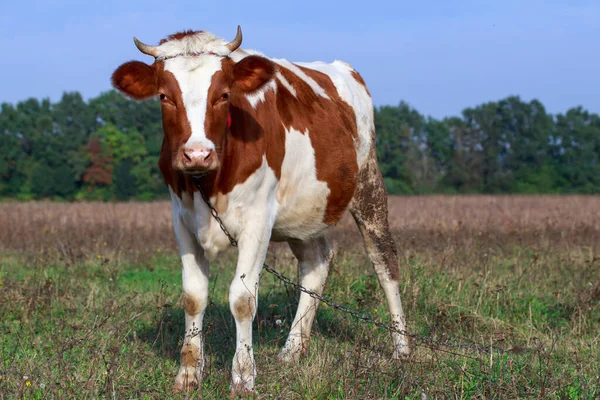 Koe Graast Een Groene Weide — Stockfoto