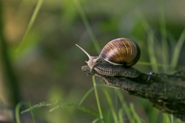 salyangoz doğal ortamda