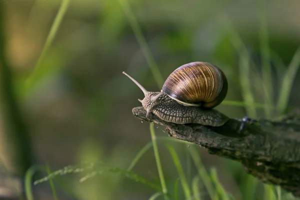 Snail in the natural environment — Stock Photo, Image