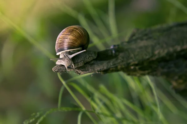 Snail in the natural environment — Stock Photo, Image