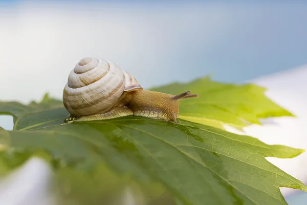 Little snail in the wild — Stock Photo, Image