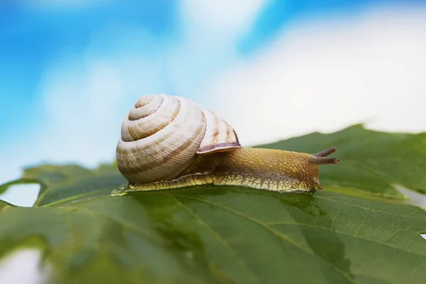 Little snail in the wild — Stock Photo, Image