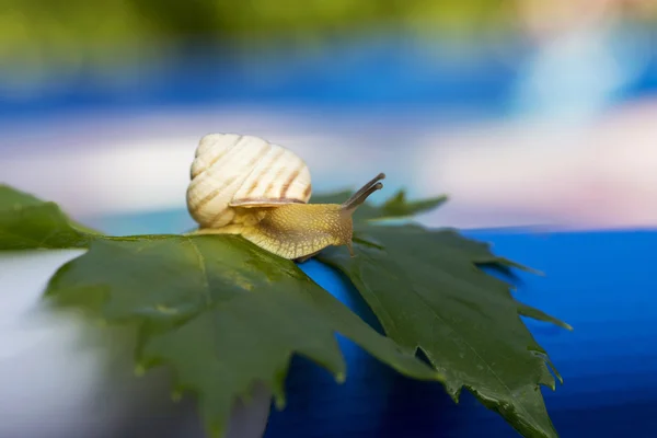 Little snail in the wild — Stock Photo, Image