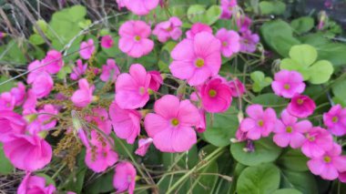  Narin Pembe Oxalis çiçekleri, Wood Sorrel 'in yakın planında sallanıyor.