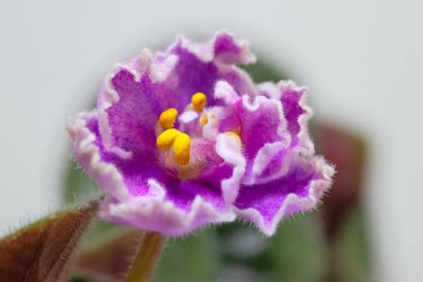 Beyaz arkaplanda mor bir menekşe çiçeğini kapat (Afrika menekşeleri)