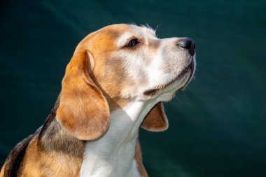 Beagle portresi dışarıda gün ışığında duruyor. Kısa kürklü, narin gözlü, güneş ışığında güneşlenen sakin av köpeğinin yakın çekimi..