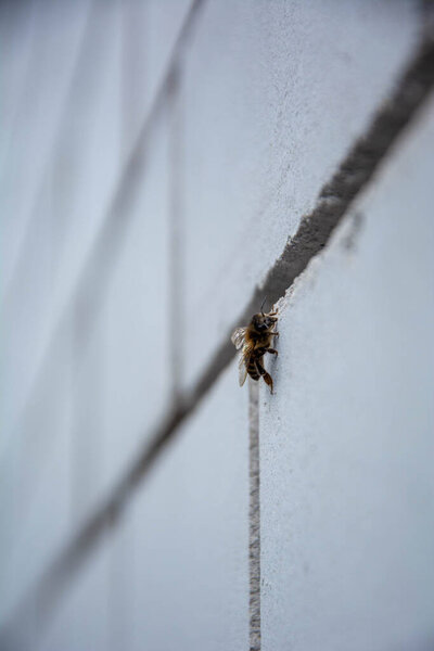 Bee on Architectural Structure for Sustainability and Urban Wildlife Concepts