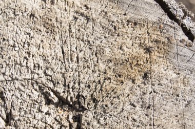 Eski kırık ağaç kütüğü Barka, arka plan ile