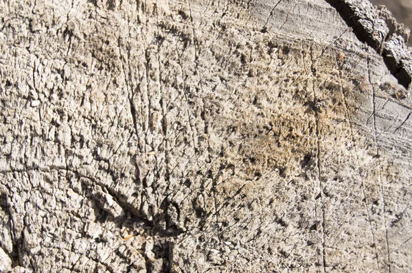 Eski kırık ağaç kütüğü Barka, arka plan ile