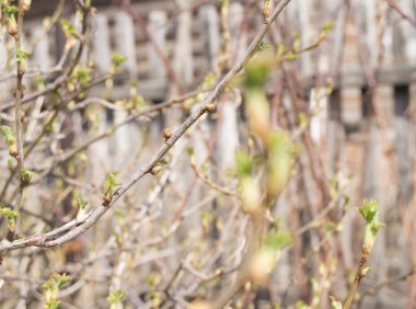 Genç yaprakları ile Blackcurrant dal. Seçici odak