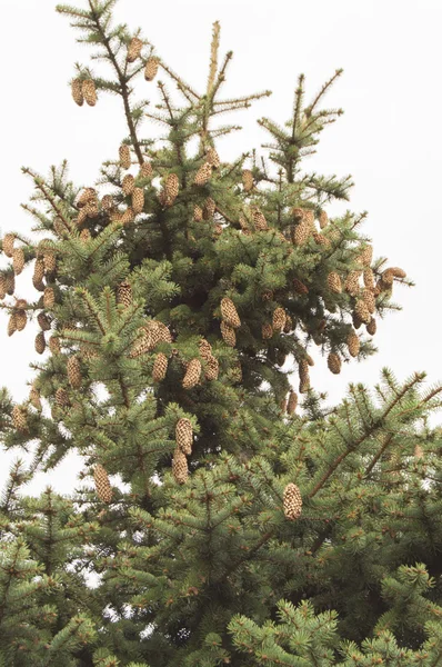 Abeto verde. Árbol. Ramas de abeto con conos — Foto de Stock