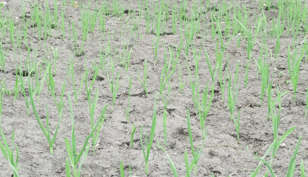 Young green onion and garlic seedlings on a bed — Stock Photo, Image